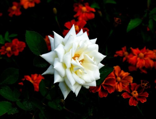 Niczym płatek białej róży